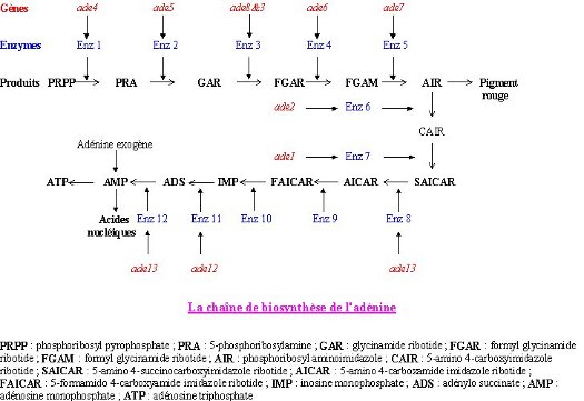 Schma de synthse de l'adnine